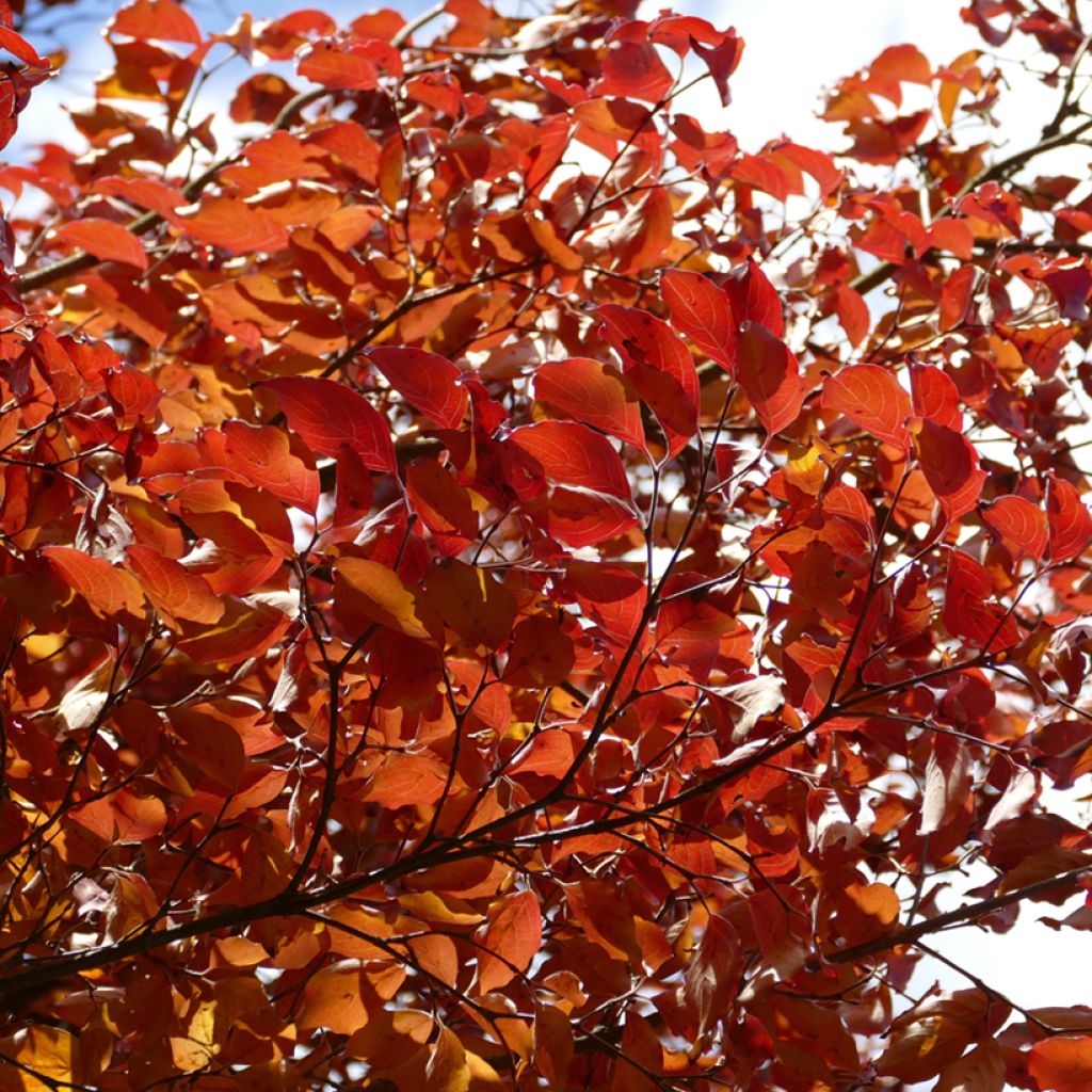 Cornus kousa Chinensis - Japanse kornoelje