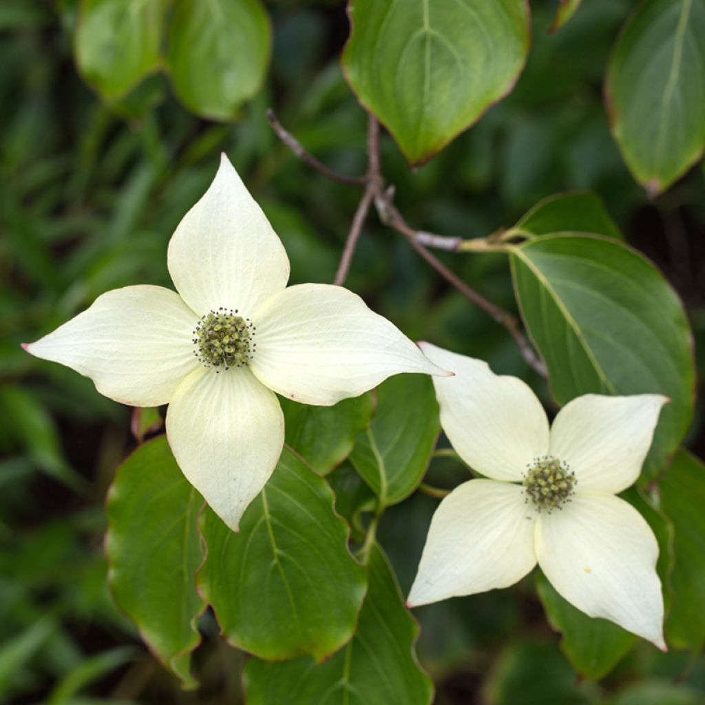 Cornus kousa Chinensis - Japanse kornoelje
