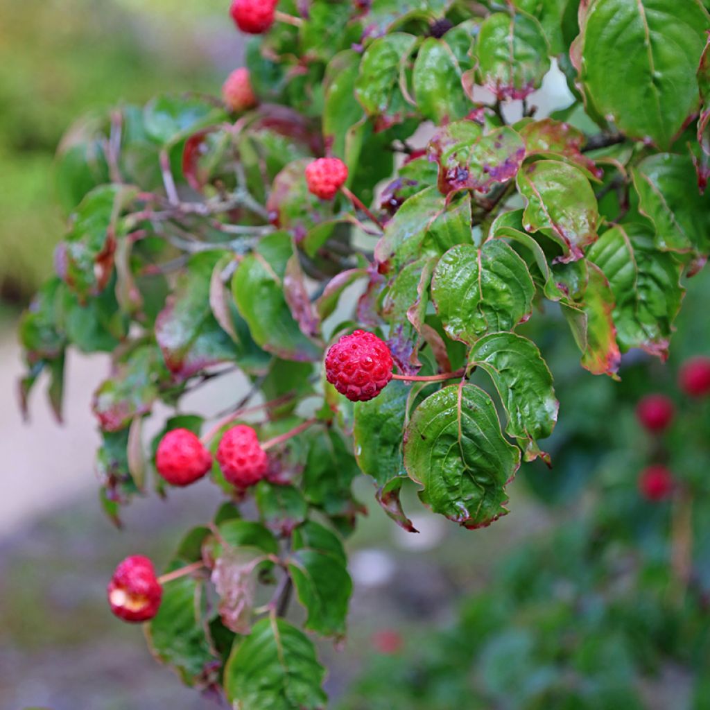 Cornus kousa - Japanse kornoelje
