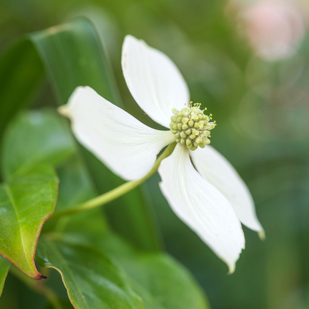 Cornus kousa - Japanse kornoelje