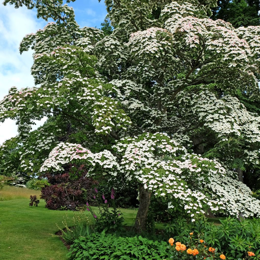 Cornus kousa - Japanse kornoelje