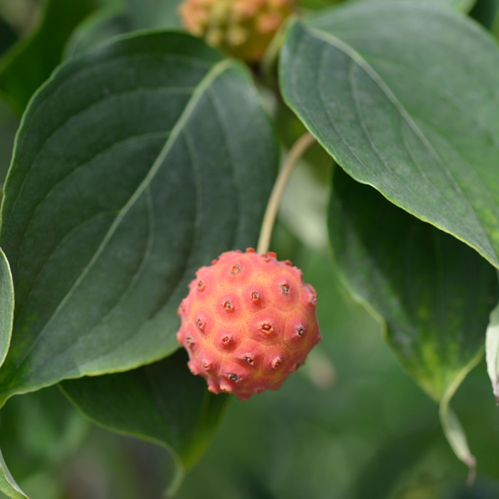 Cornus kousa Galilean - Japanse kornoelje
