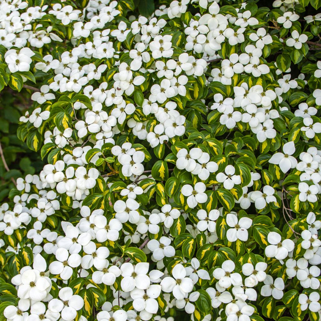 Cornus kousa Gold Star - Japanse kornoelje