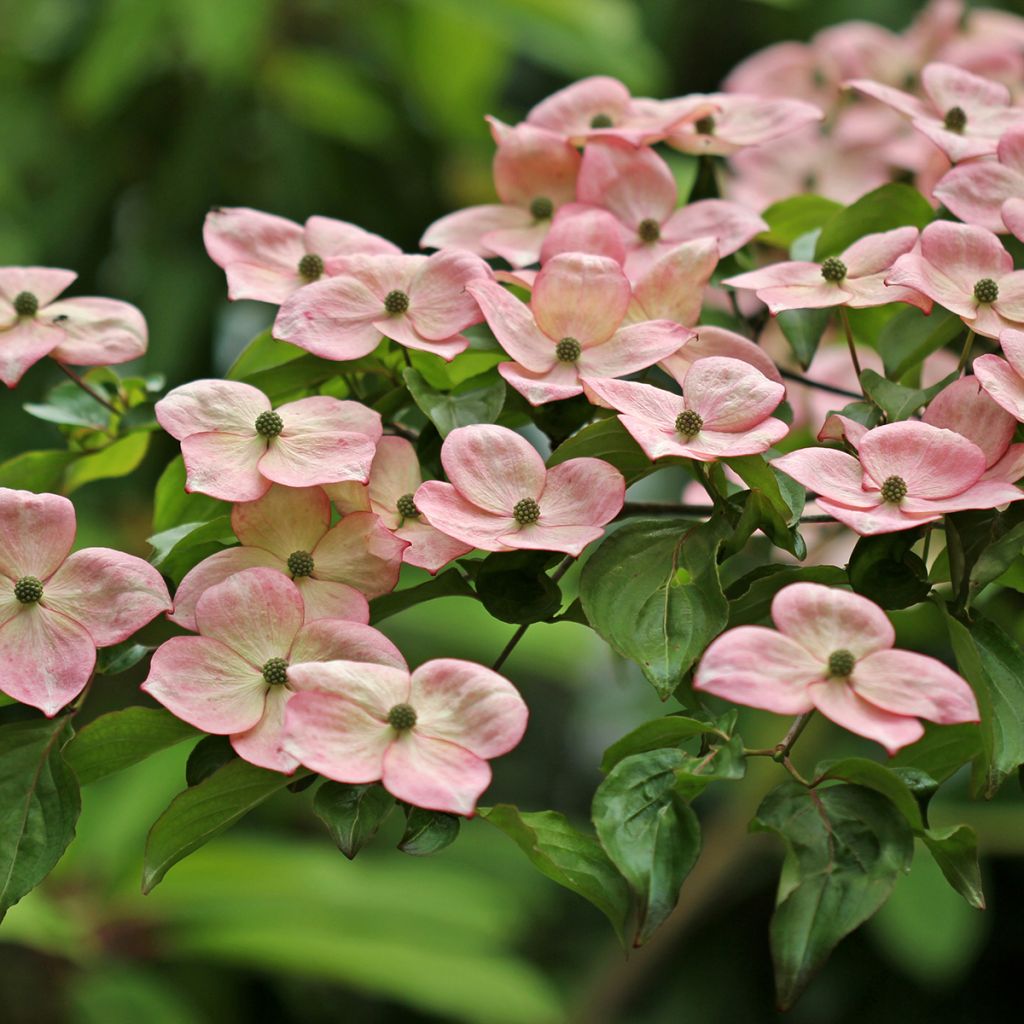 Cornus kousa Satomi - Japanse kornoelje
