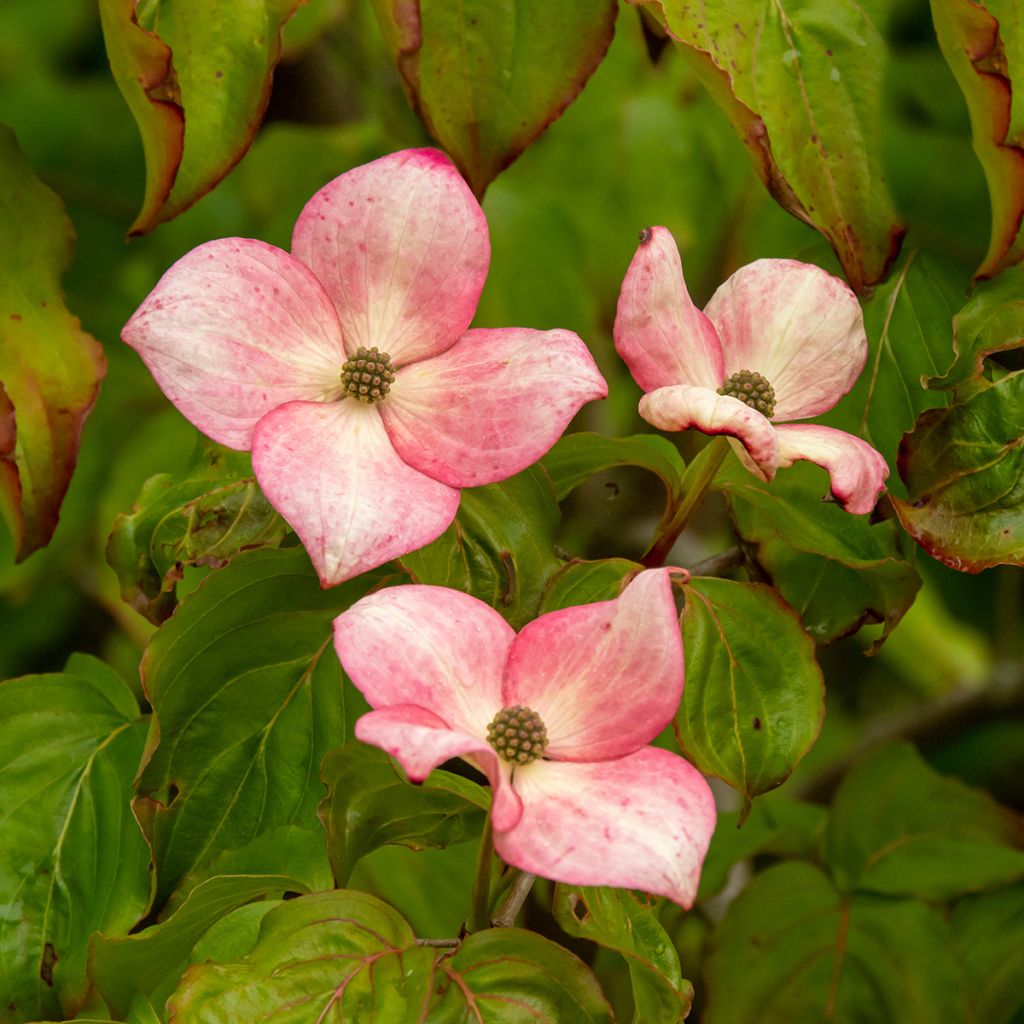 Cornus kousa Satomi - Japanse kornoelje