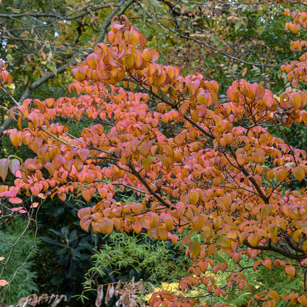 Cornus kousa Satomi - Japanse kornoelje