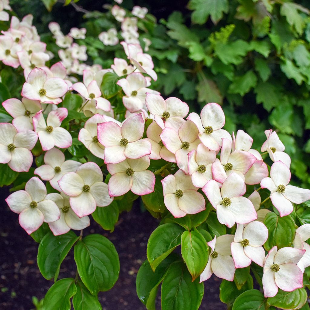 Cornus kousa Satomi - Japanse kornoelje