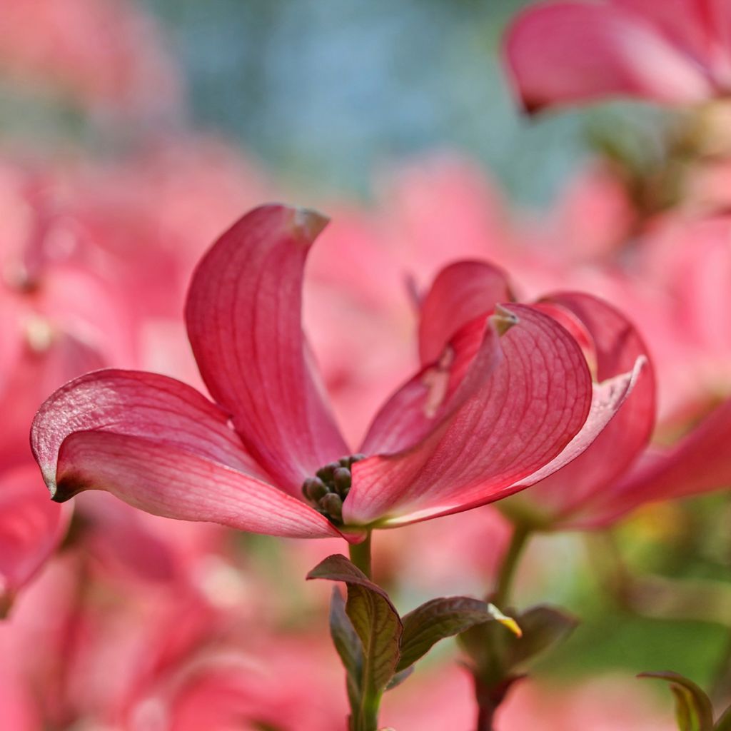 Cornus kousa Satomi - Japanse kornoelje