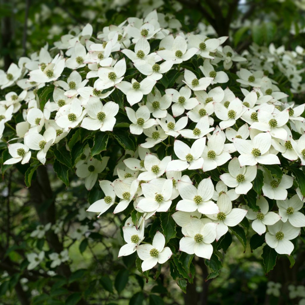 Cornus kousa Schmetterling - Japanse kornoelje