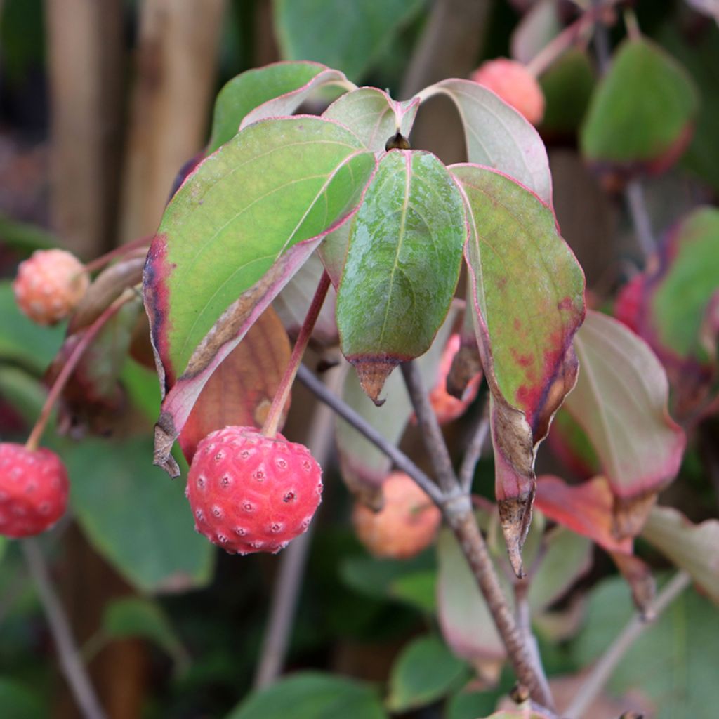Cornus kousa Schmetterling - Japanse kornoelje