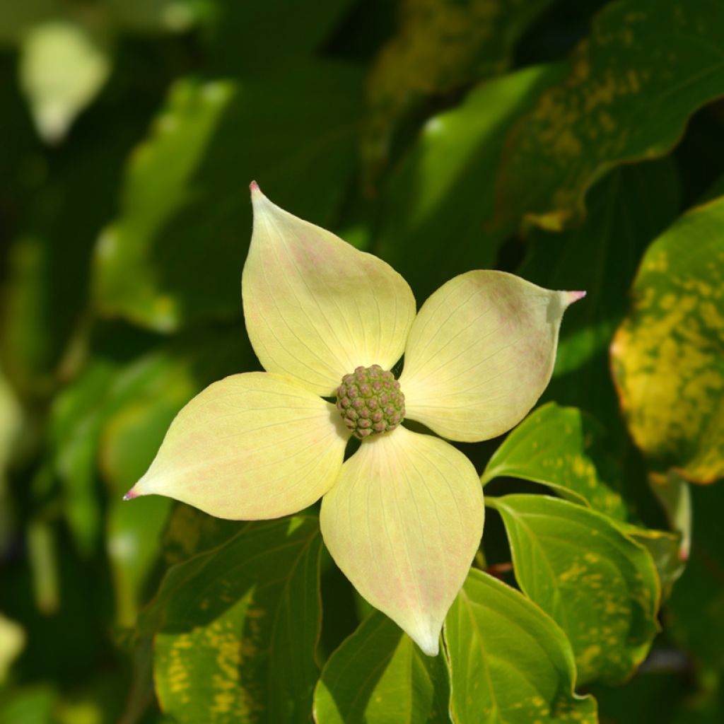 Cornus kousa Teutonia - Japanse kornoelje