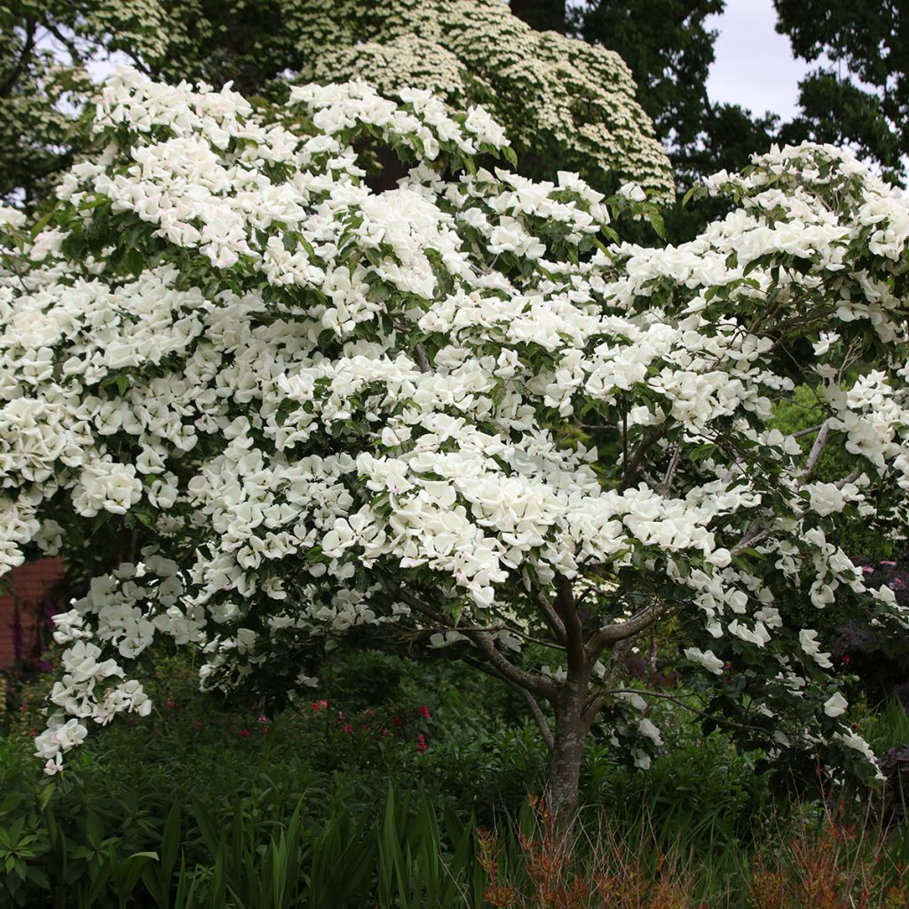Cornus kousa Venus - Japanse kornoelje