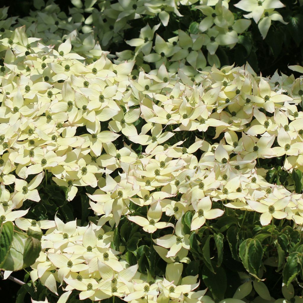 Cornus kousa Weisse Fontaine - Japanse kornoelje