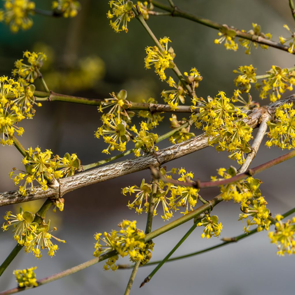 Cornus mas Aurea - Gele kornoelje