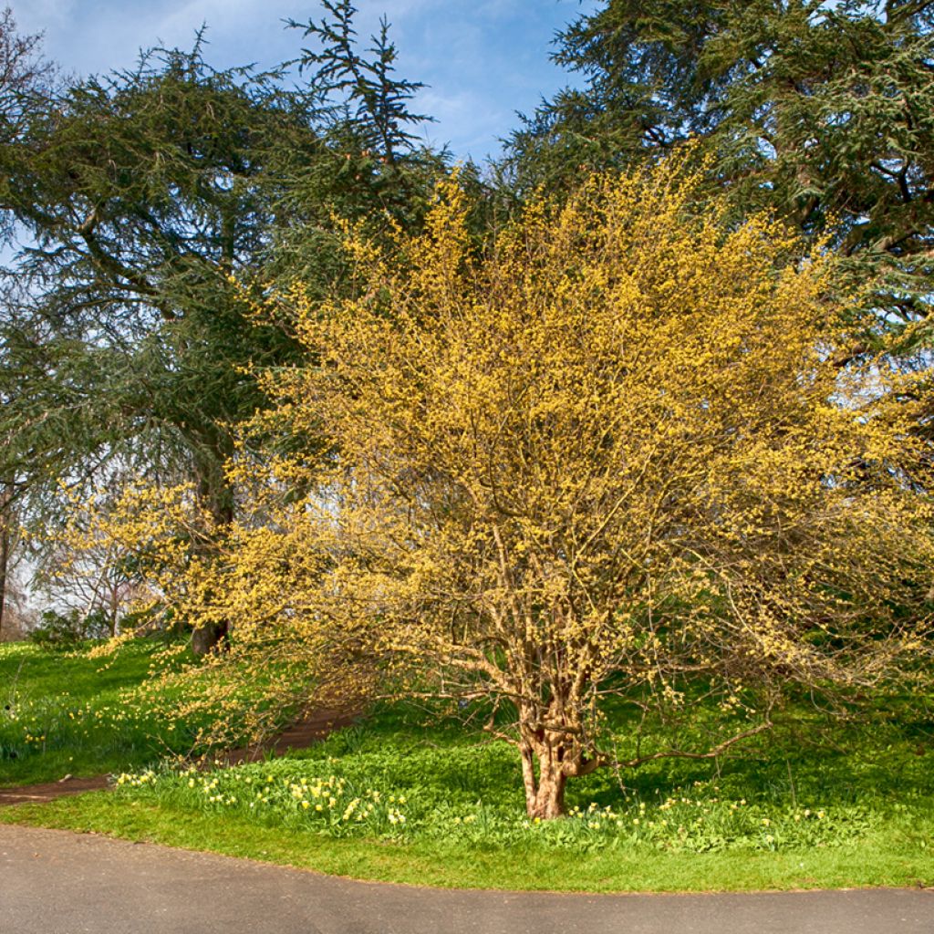 Cornus mas - Gele kornoelje
