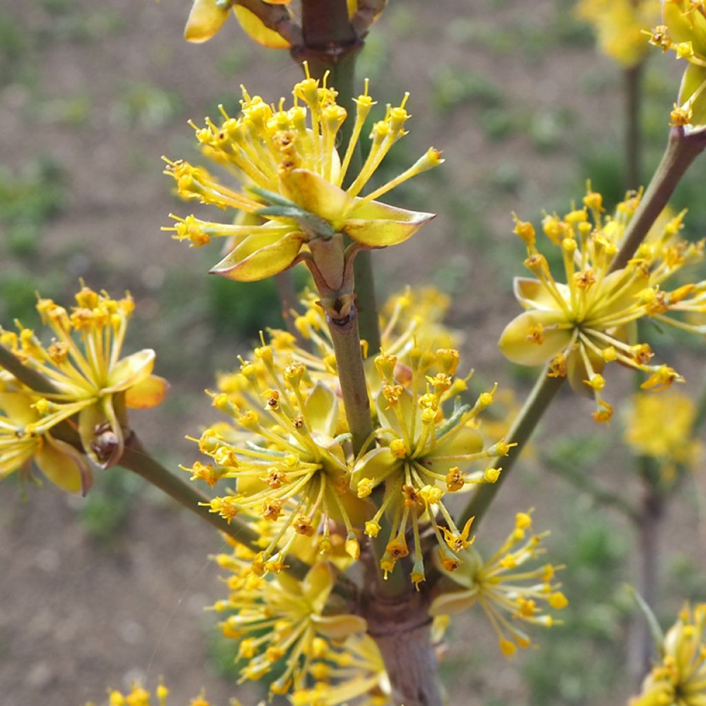 Cornus mas Jolico - Gele kornoelje
