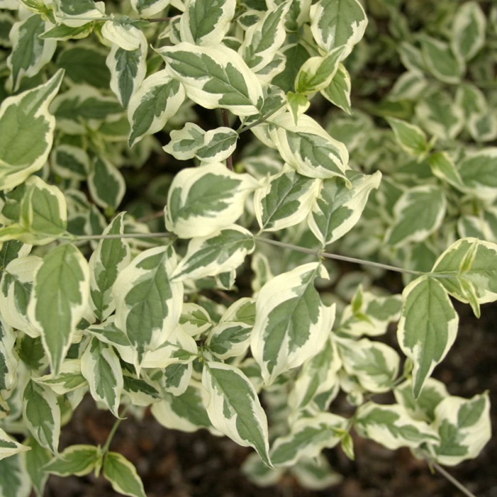 Cornus mas Variegata - Gele kornoelje