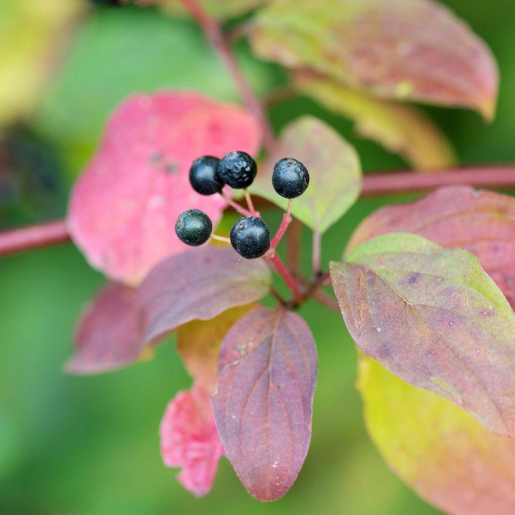 Cornus sanguinea Magic Flame - Rode kornoelje