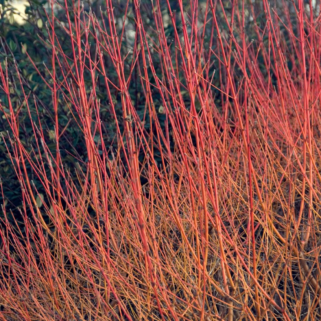 Cornus sanguinea Winter Beauty - Rode kornoelje