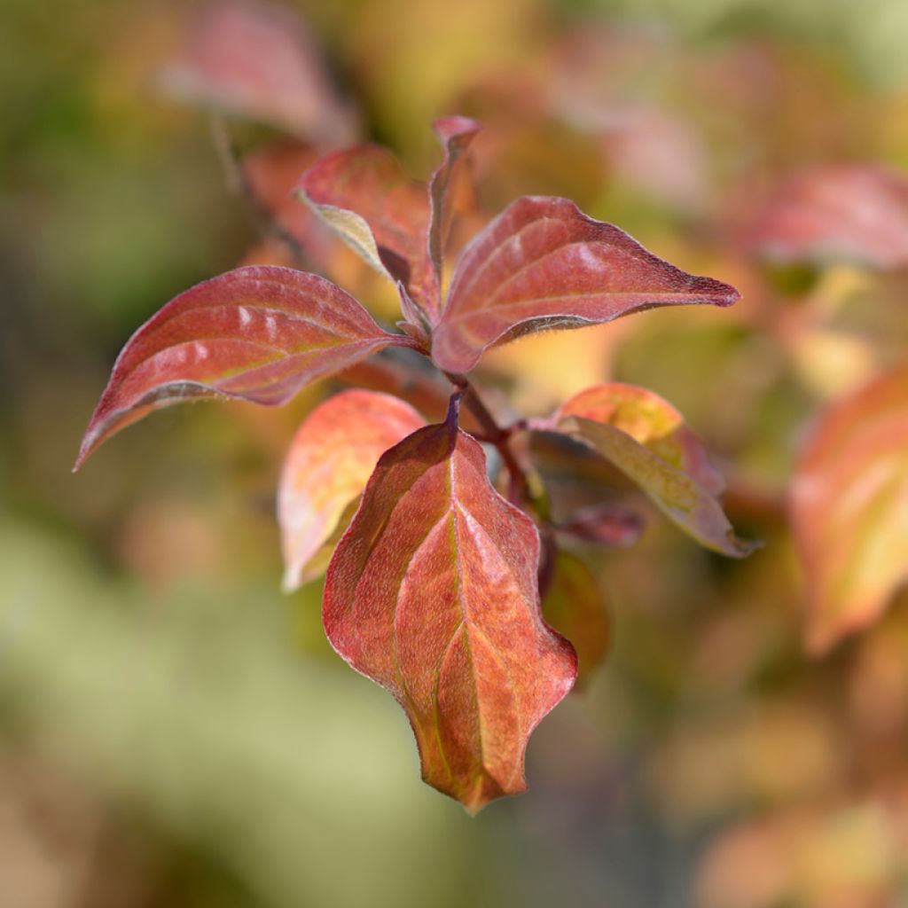 Cornus sanguinea Winter Beauty - Rode kornoelje
