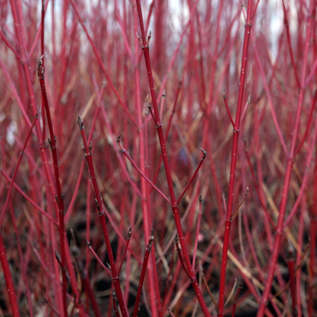 Cornus sericea Firedance - Canadese kornoelje