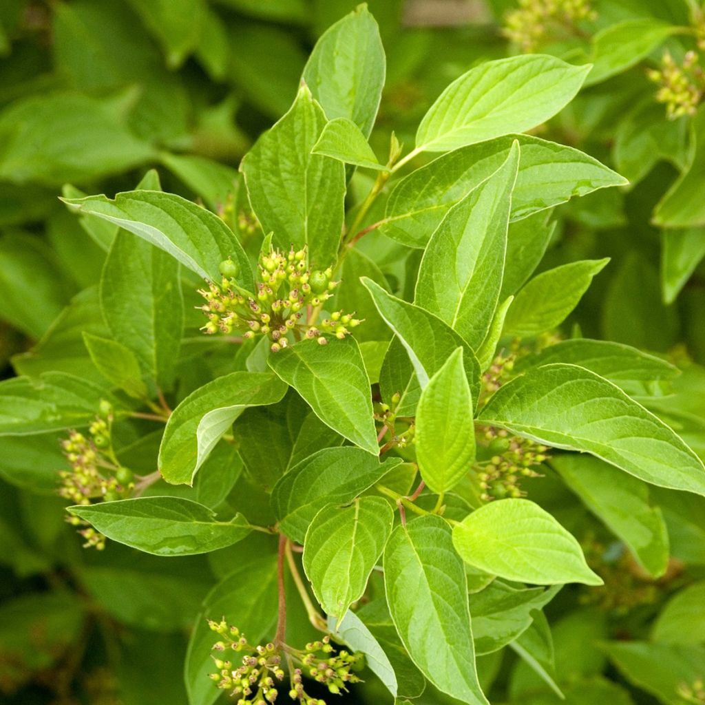 Cornus sericea Firedance - Canadese kornoelje