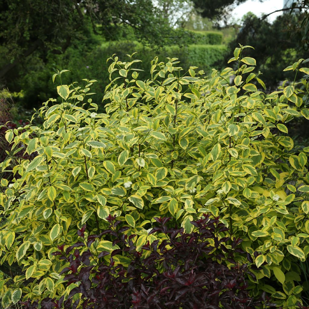 Cornus sericea Hedgerows Gold - Canadese kornoelje