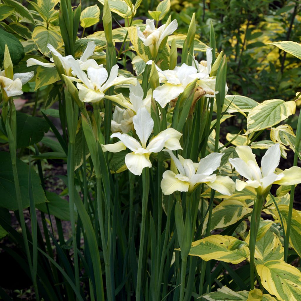 Cornus sericea Hedgerows Gold - Canadese kornoelje