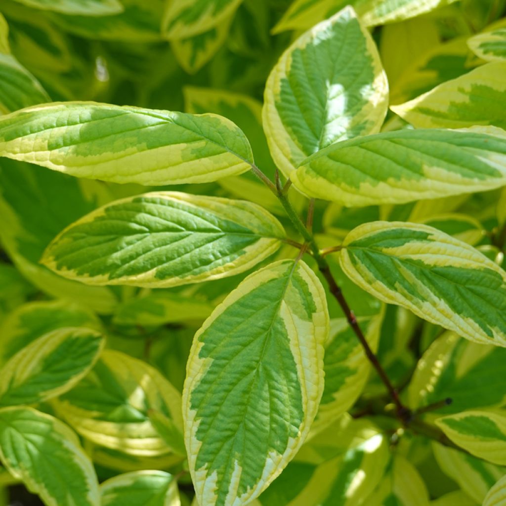 Cornus sericea Hedgerows Gold - Canadese kornoelje