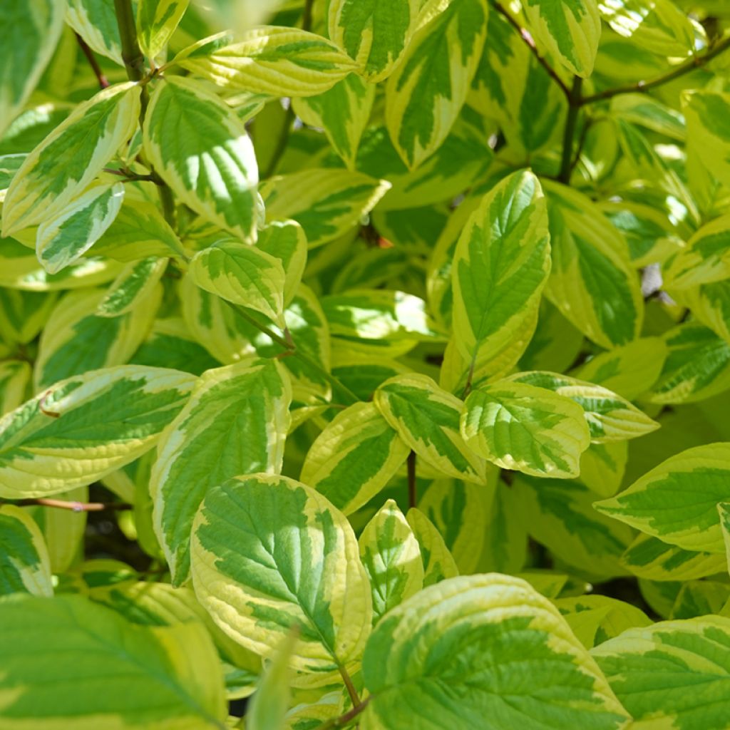 Cornus sericea Hedgerows Gold - Canadese kornoelje