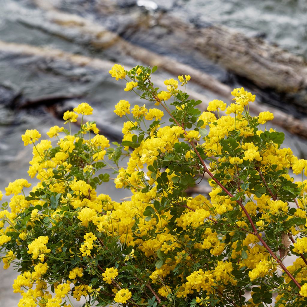 Hippocrepis emerus - Gele hoefijzerbloem