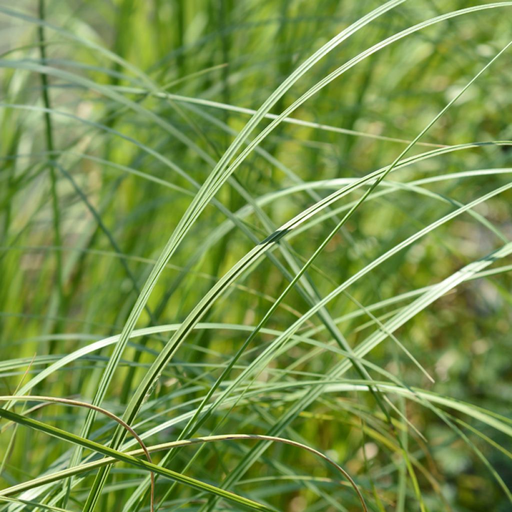 Cortaderia selloana Mini Pampas - Herbe de la pampa compacte