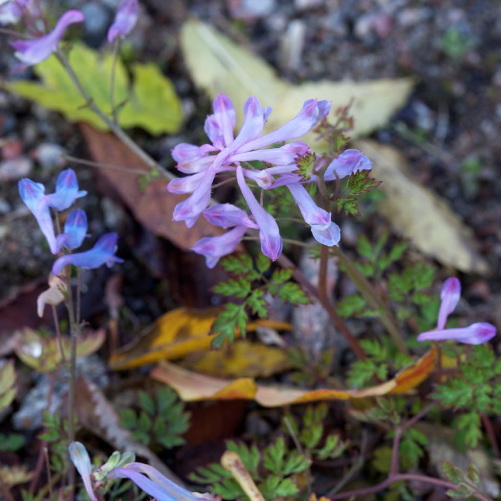 Corydale, Corydalis linstowiana, Fumeterre