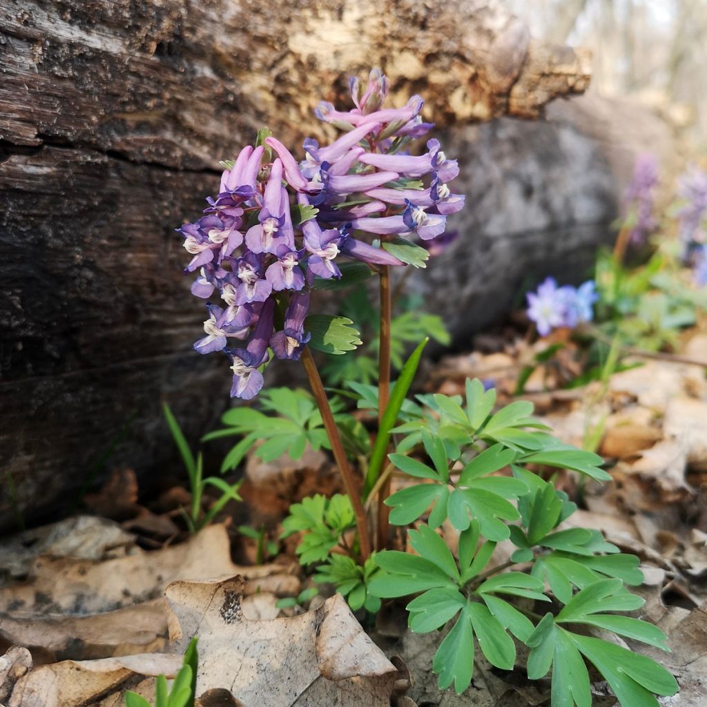 Corydale, Corydalis s.p. (From Sichuan), Fumeterre