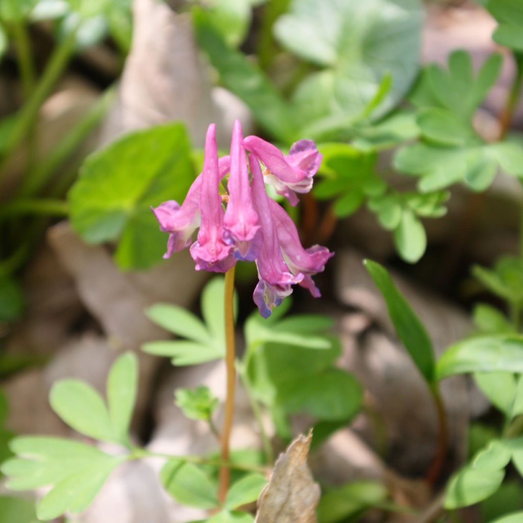 Corydalis solida Beth Evans - Corydale bulbeuse