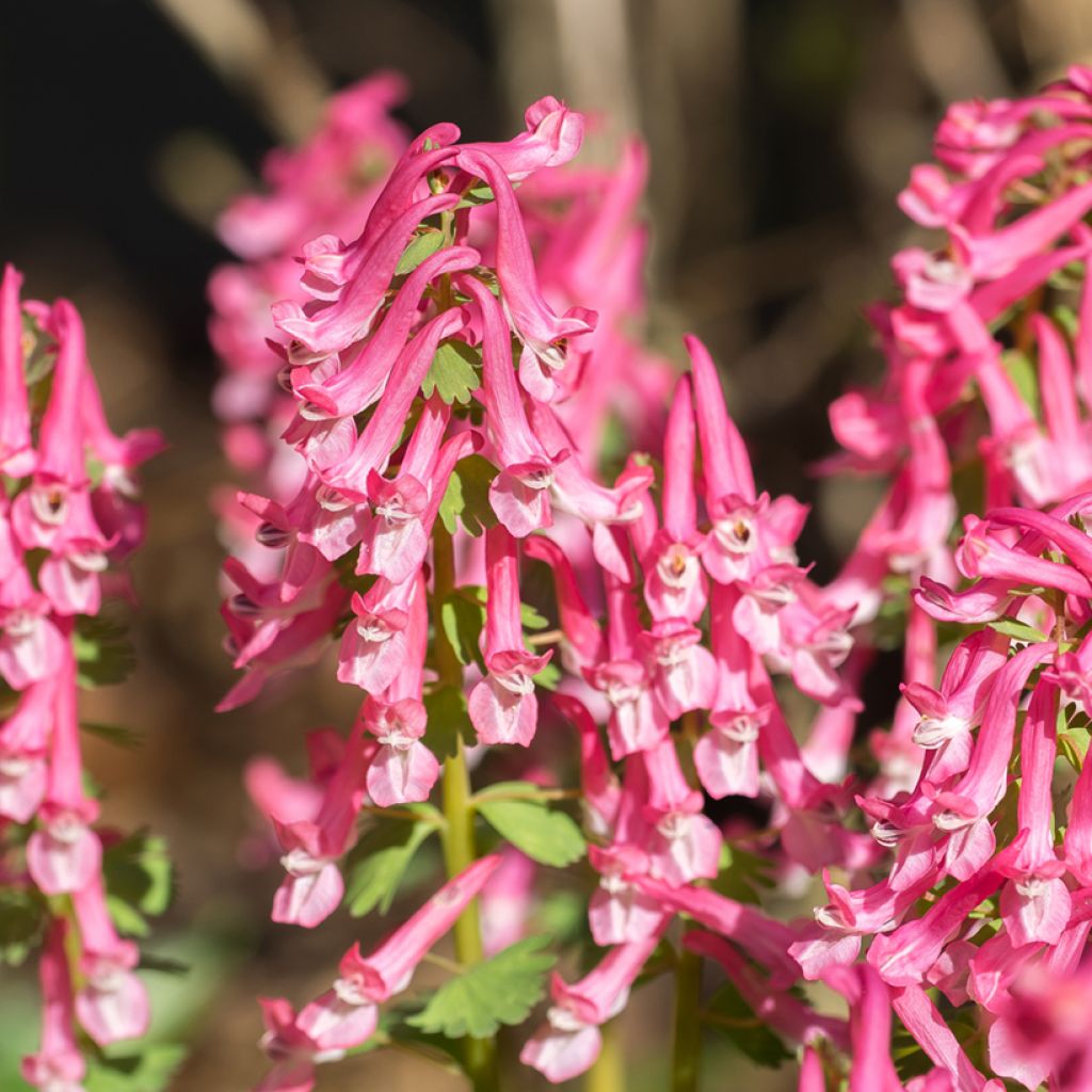 Corydalis solida Beth Evans - Corydale bulbeuse