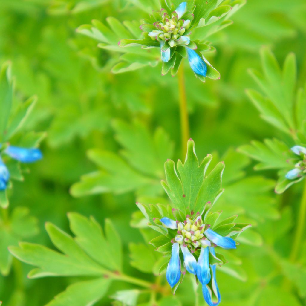 Corydalis Craigton Blue - Helmbloem