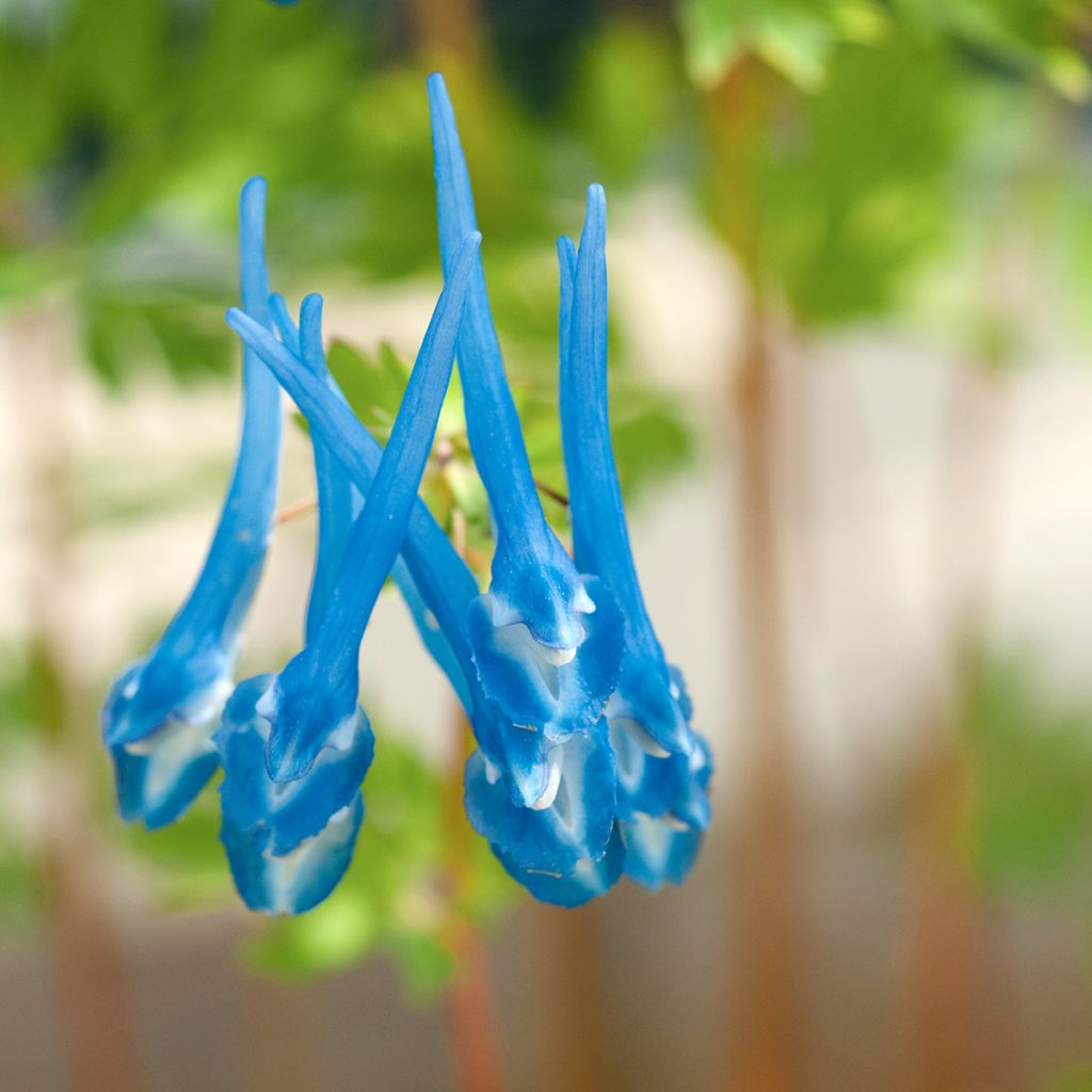 Corydalis Craigton Blue - Helmbloem