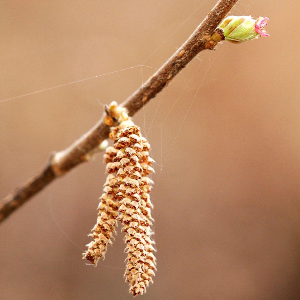 Corylus sieboldiana - Japanse hazelnoot