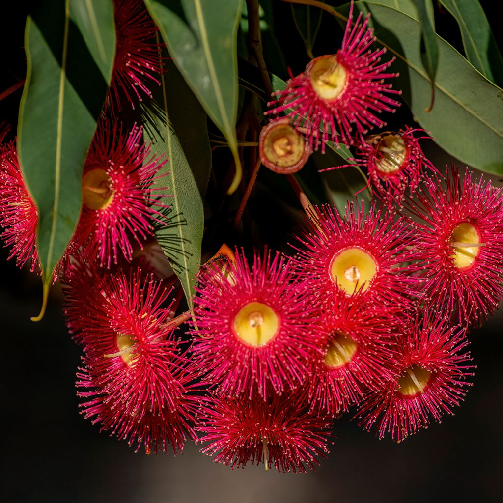 Corymbia ficifolia - Eucalyptus ou gommier rouge