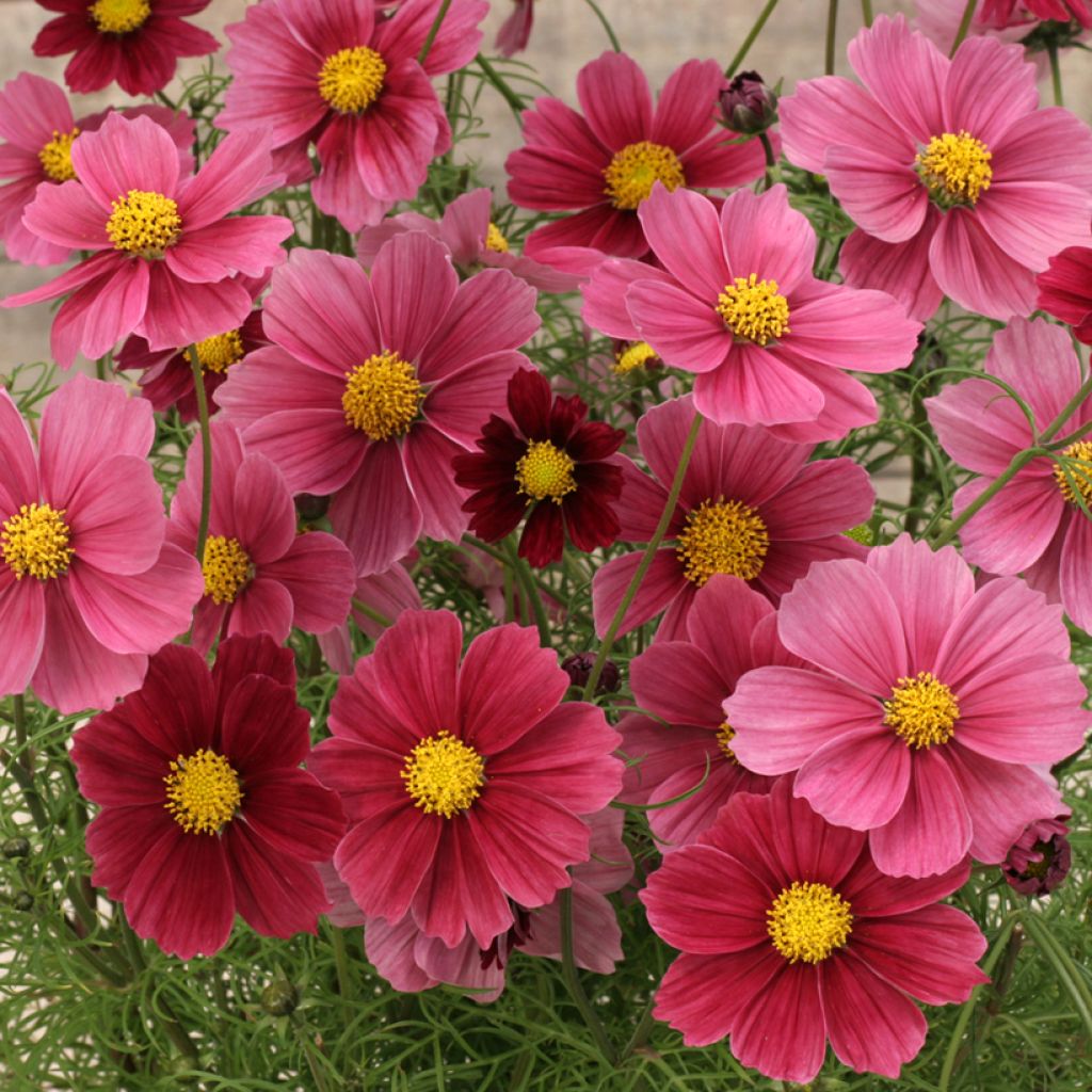Cosmea Antiquity (zaad) - Cosmos bipinnatus