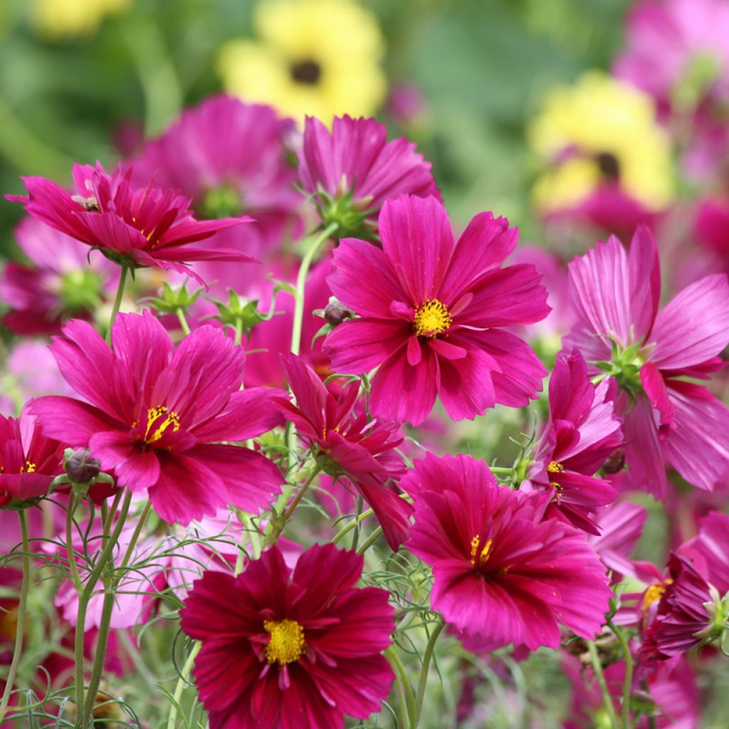 Cosmea Fandango (zaad) - Cosmos bipinnatus