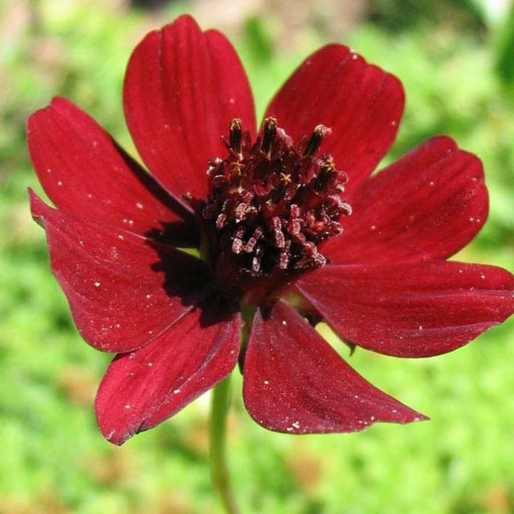 Cosmos atrosanguineus - Chocolade cosmos
