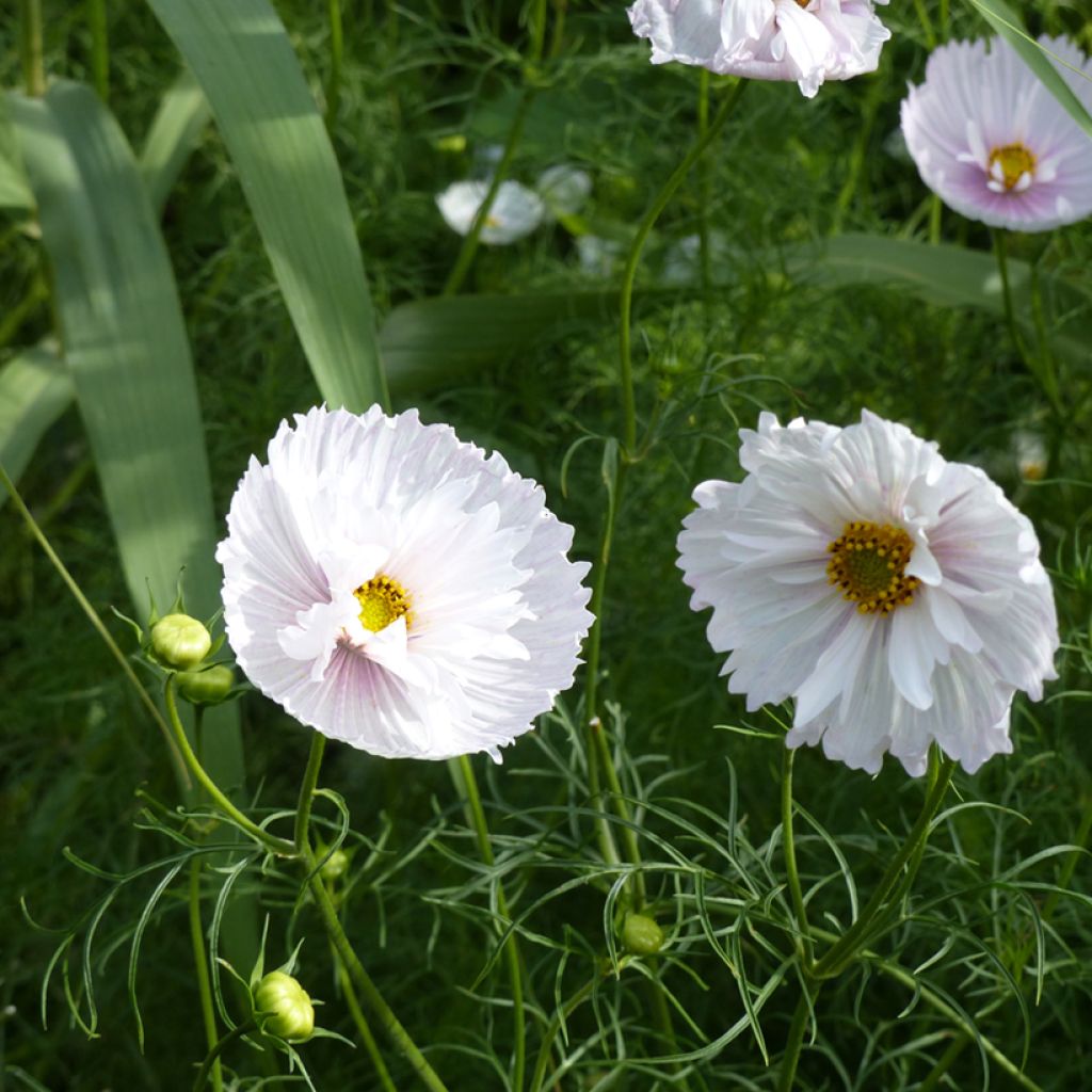 Cosmea Cupcakes (zaad) - Cosmos bipinnatus