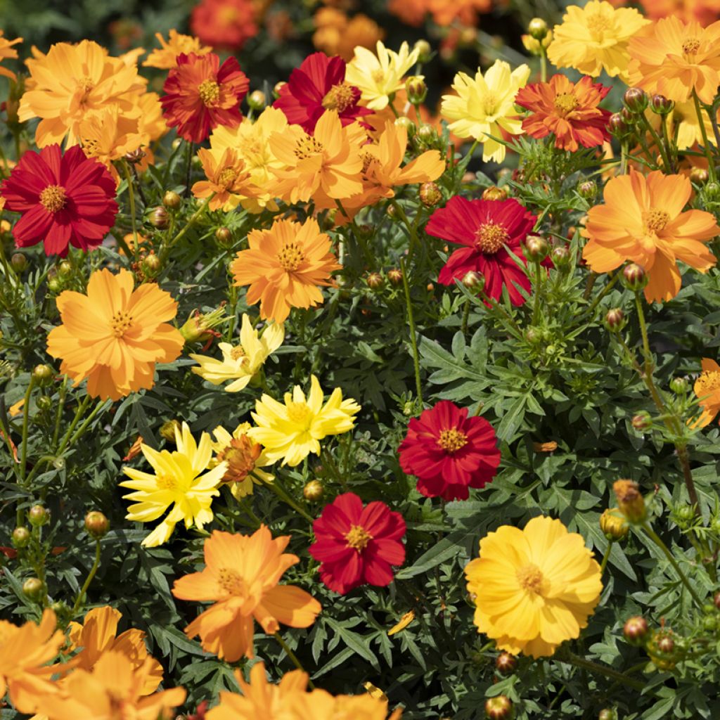Cosmos sulphureus Brightness Mixed (zaad) - Oranje cosmea