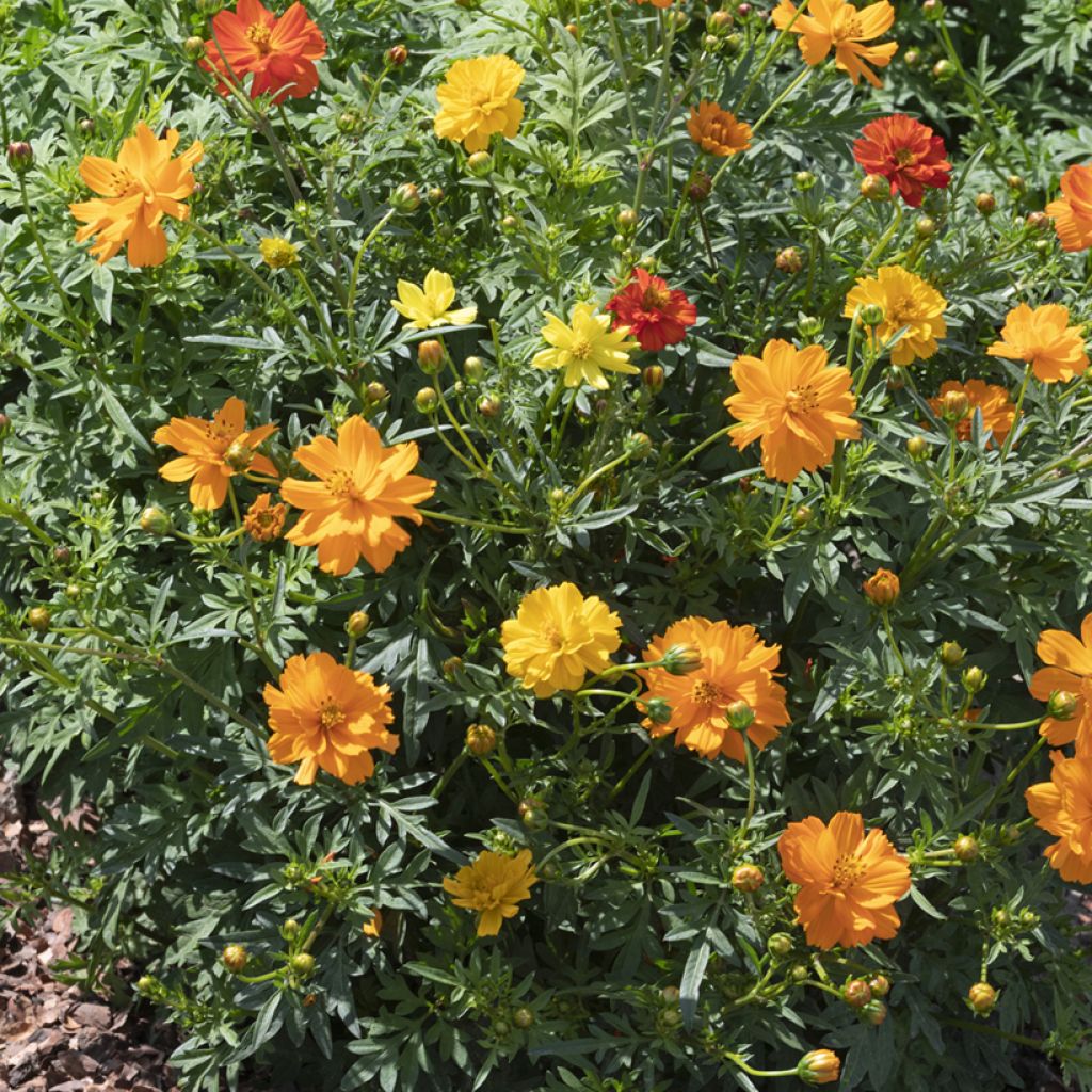 Cosmos sulphureus Brightness Mixed (zaad) - Oranje cosmea