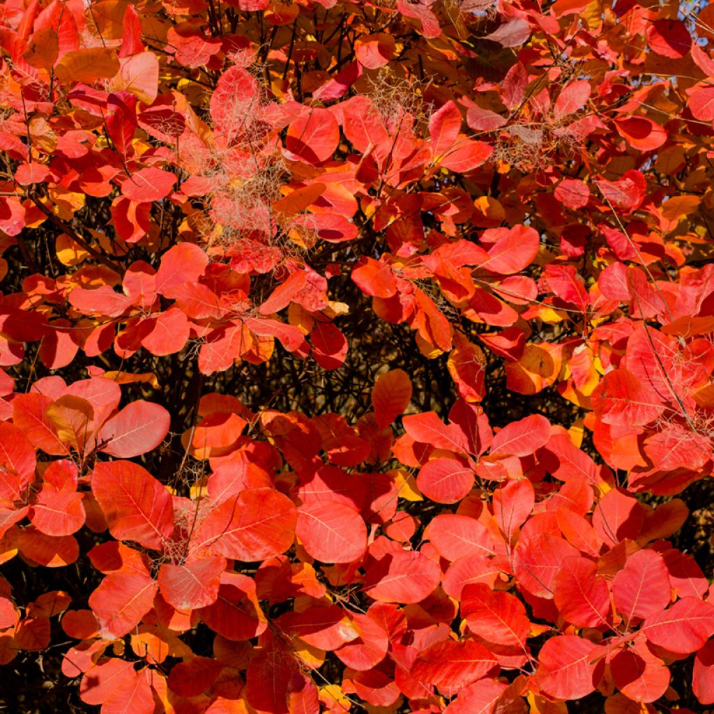Cotinus Grace - Pruikenboom