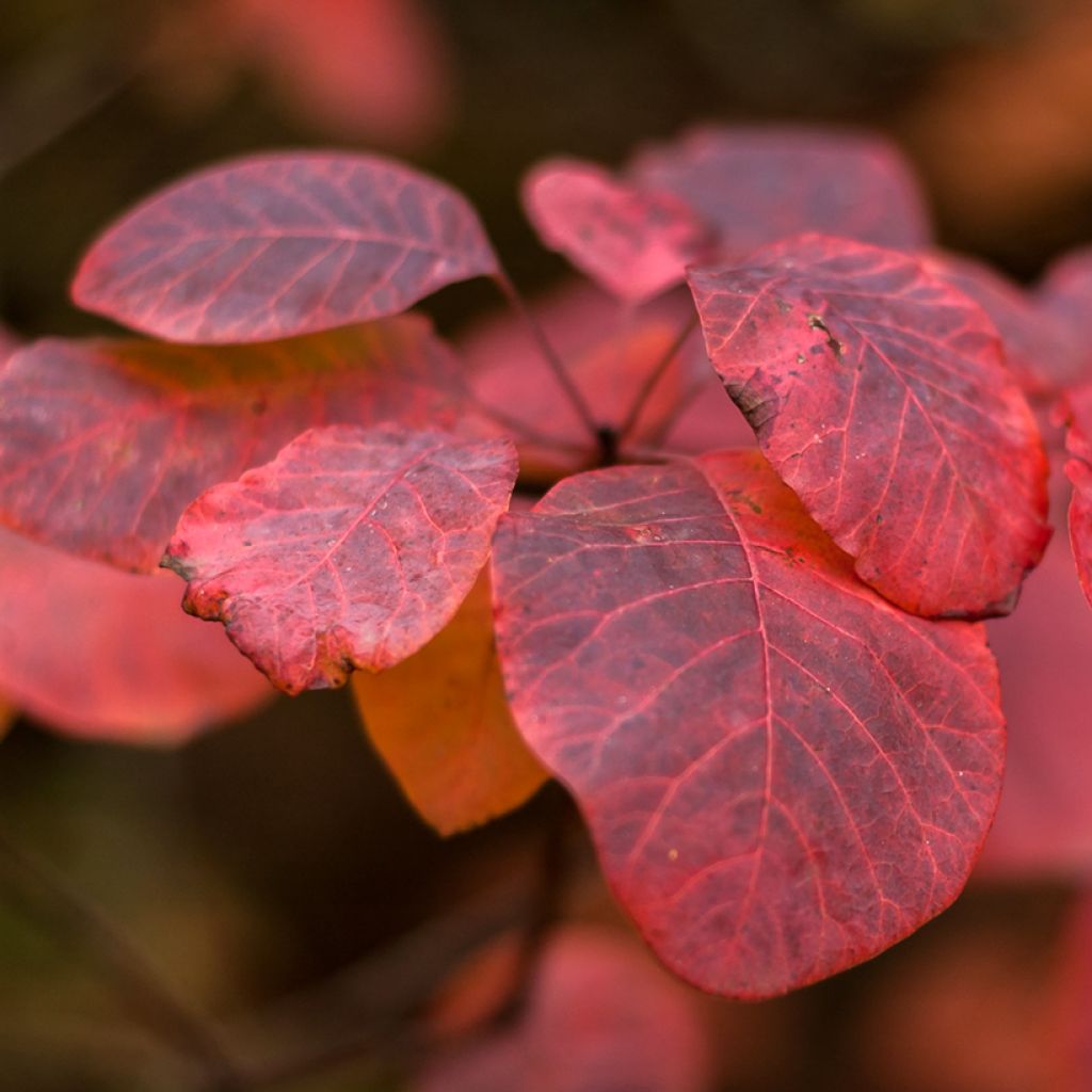 Cotinus Grace - Pruikenboom