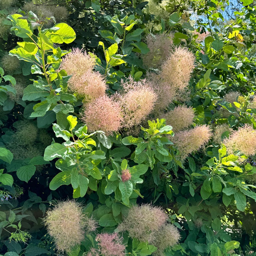 Cotinus coggygria - Pruikenboom