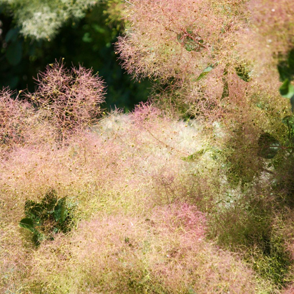 Cotinus coggygria - Pruikenboom
